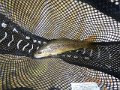 Oct 4, 2013 Breeches 002